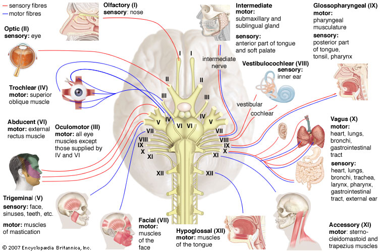 12 Cranial Nerves Functions | 12 cranial nerves blog